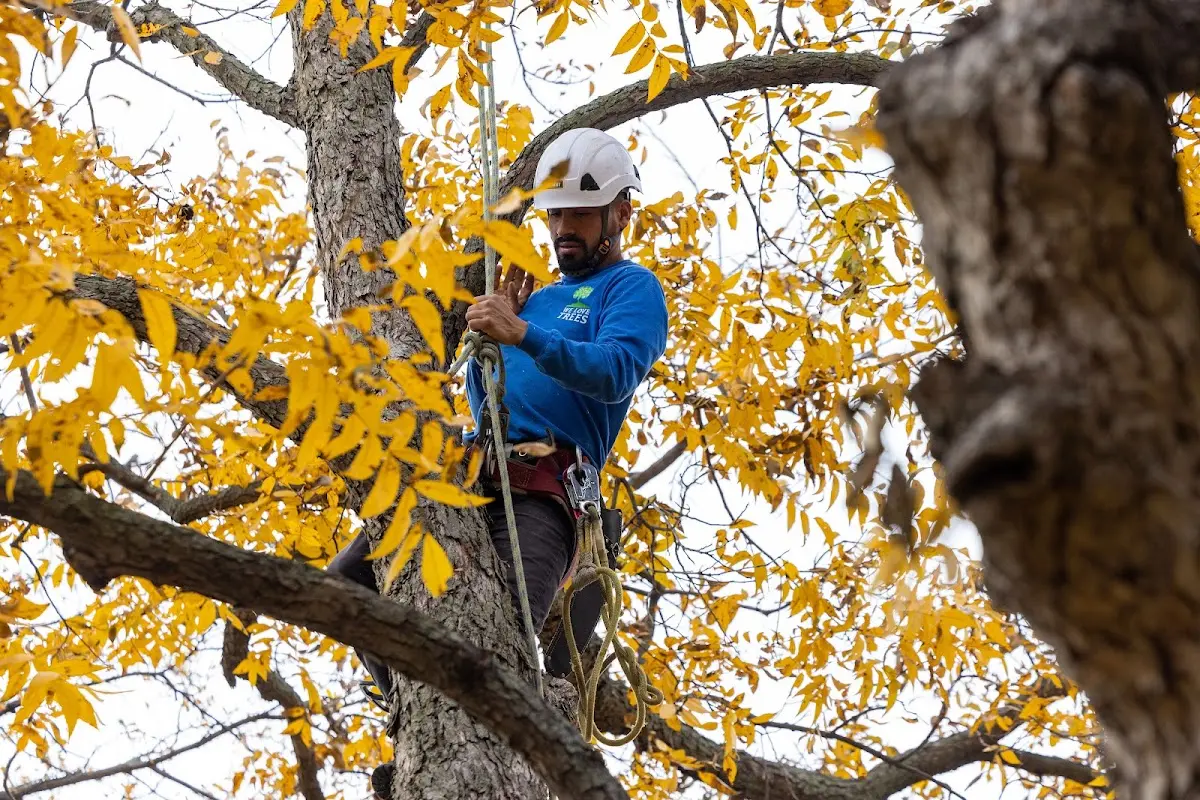 Skilled Tree Planing crew working in Schuylkill Haven